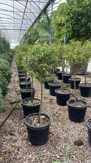 Citrus Australasica (Finger lime) — Mini fusto, vaso 30 litri