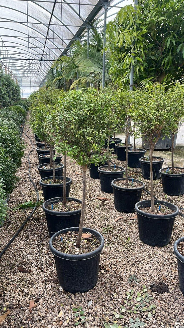 Citrus Australasica (Finger lime) — Mini fusto, vaso 30 litri