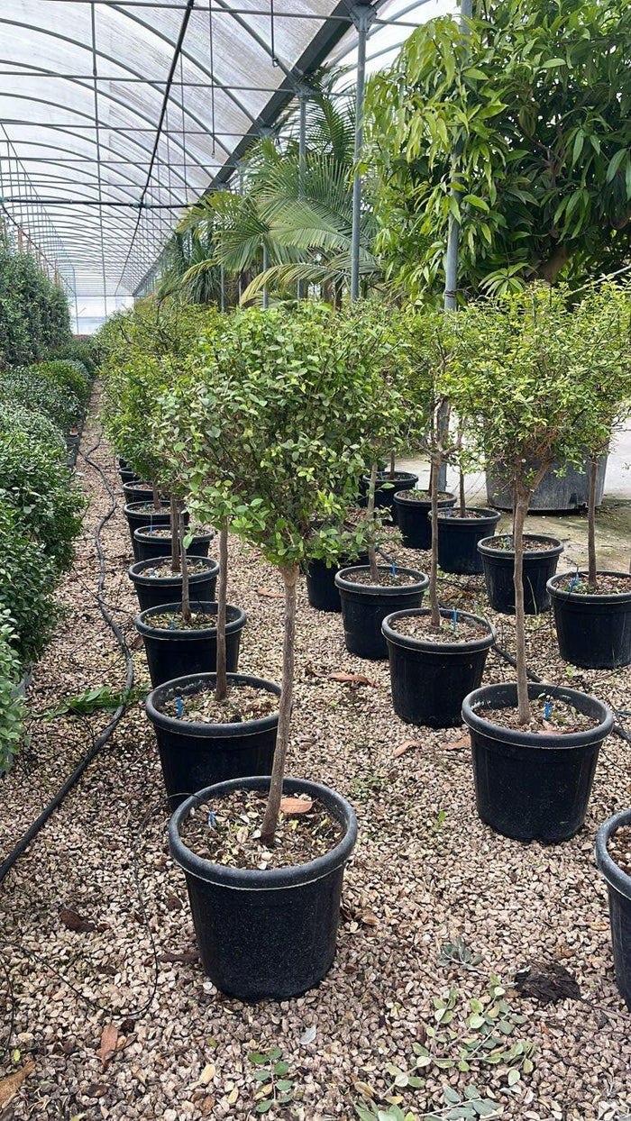 Citrus Australasica (Finger lime) — Mini fusto, vaso 30 litri