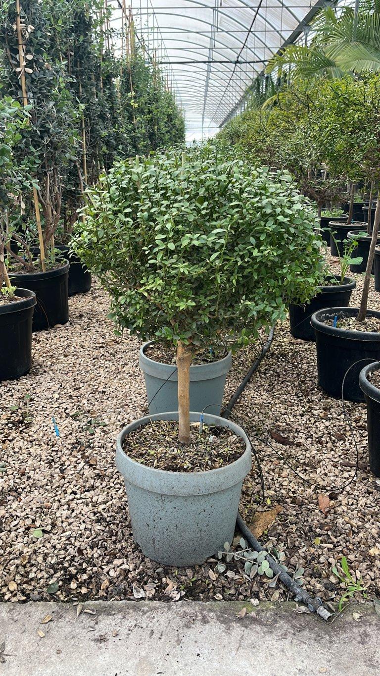 CITRUS AUSTRALASICA
