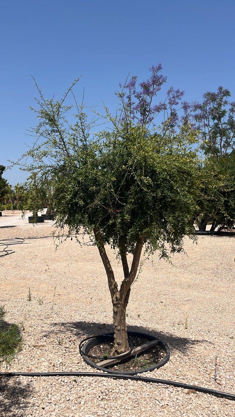 CITRUS AUSTRALASICA
