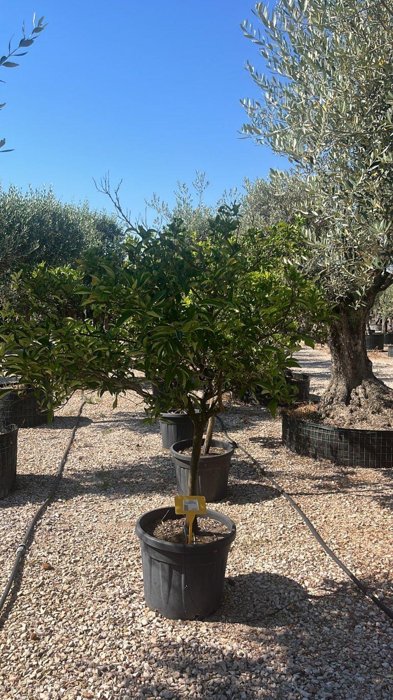 CITRUS CLEMENTINA Clementino