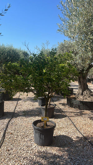 Citrus Clementina (Clementino) — 1/2 fusto, circonferenza 12/14 cm, vaso 90 litri