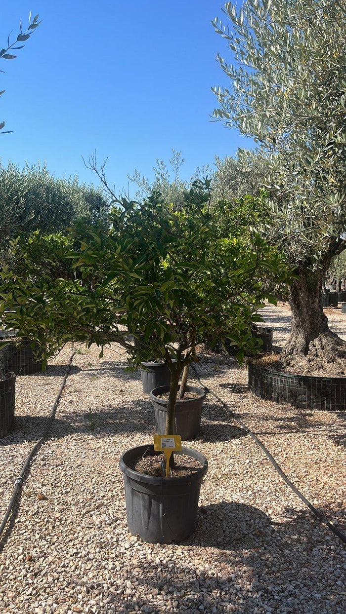 Citrus Clementina (Clementino) — 1/2 fusto, circonferenza 12/14 cm, vaso 90 litri