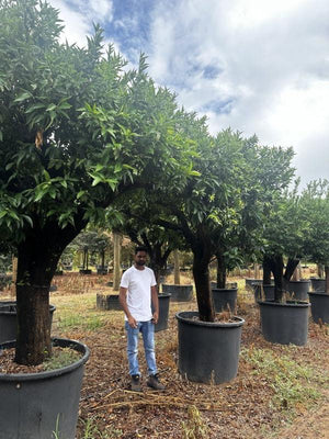 Citrus Clementina (Clementino) — 3/4 fusto, circonferenza 60/70 cm, vaso 350 litri