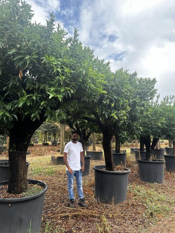 Citrus Clementina (Clementino) — 3/4 fusto, circonferenza 60/70 cm, vaso 350 litri