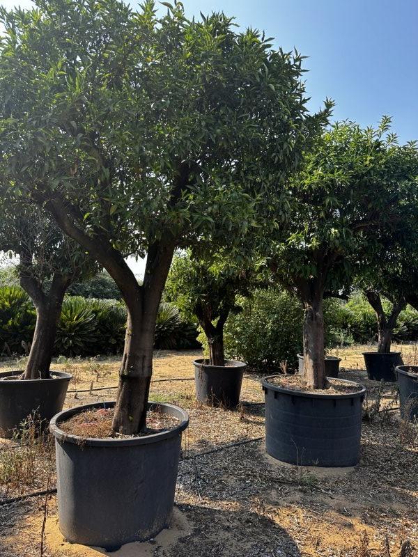 CITRUS CLEMENTINA Clementino