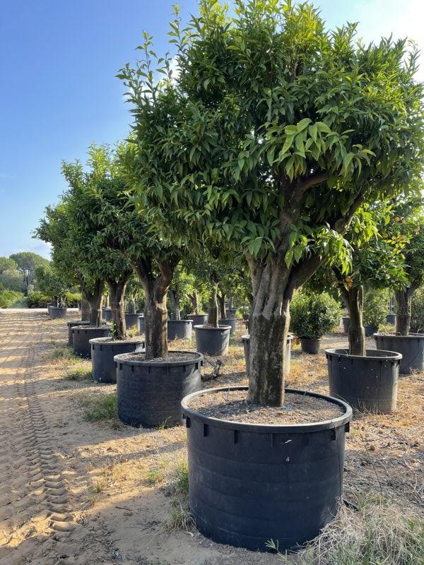 CITRUS CLEMENTINA Clementino