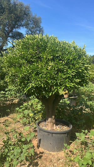 Citrus Clementina/Limon — 1/2 fusto, circonferenza 50/60 cm, vaso 240 litri