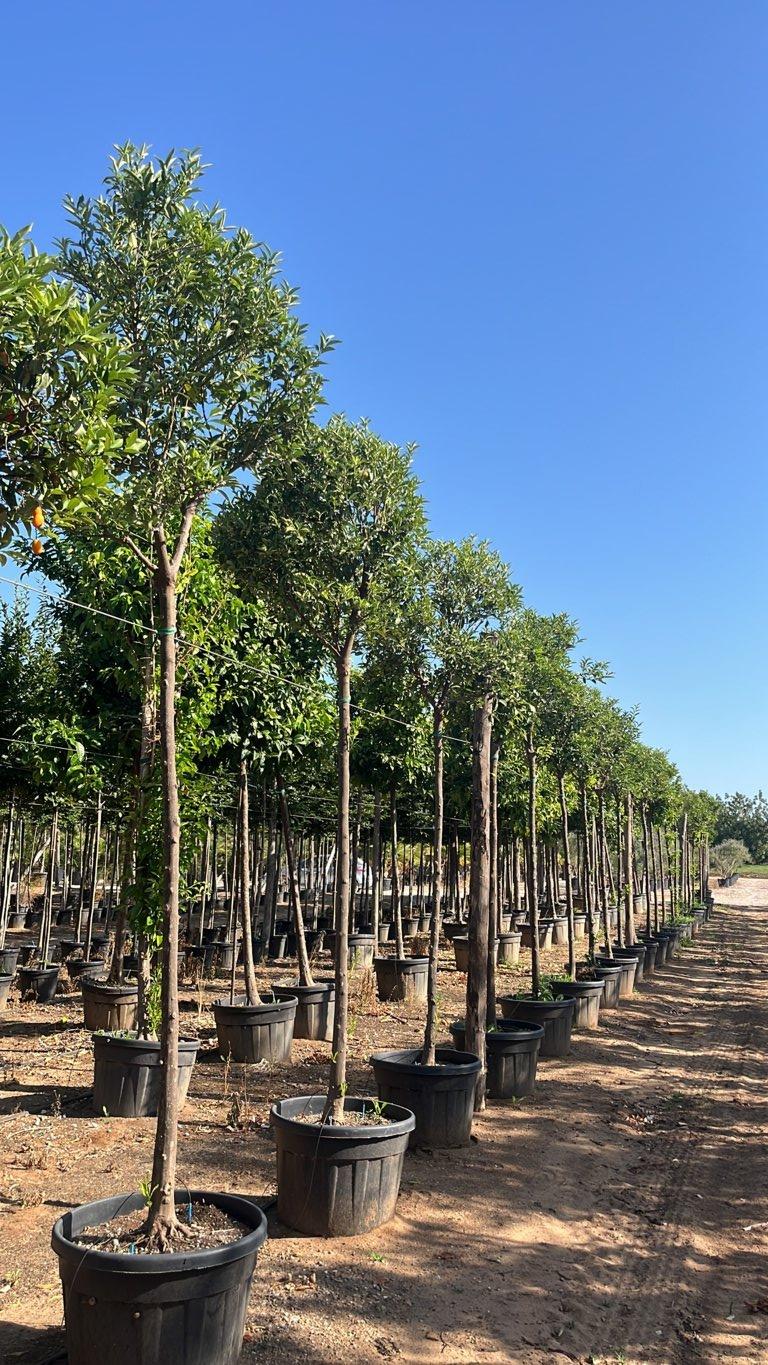 Fortunella Margarita (Kumquat) — Albero, circonferenza 16/18 cm, vaso 110 litri
