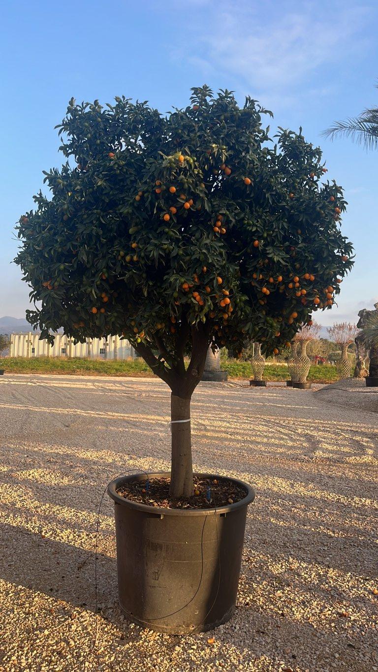Fortunella Margarita (Kumquat) — 1/2 fusto, circonferenza 40/45 cm, vaso 350 litri