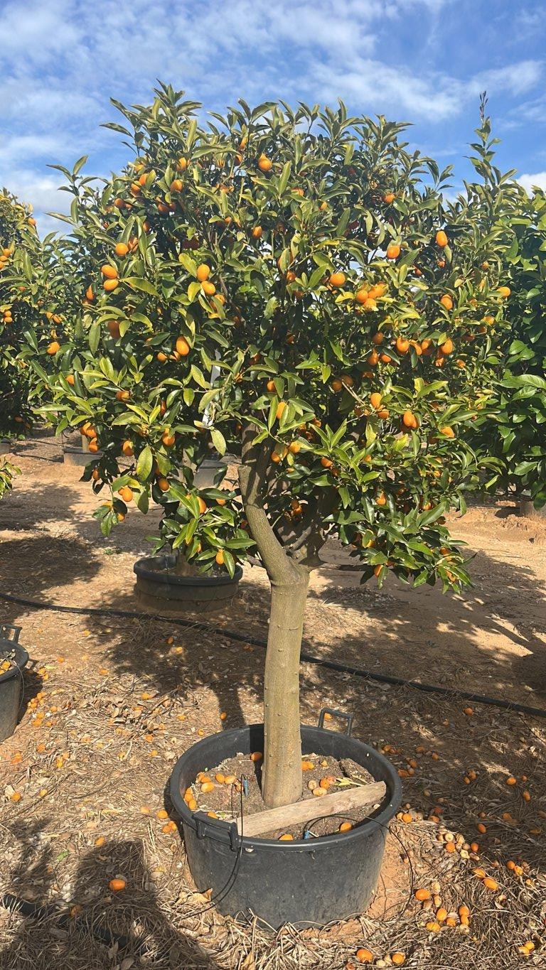 CITRUS FORTUNELLA MARGARITA mandarino cinese