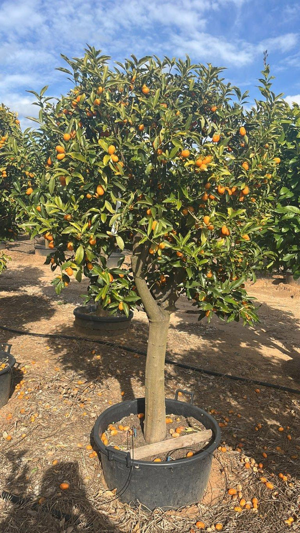 Fortunella Margarita (Kumquat) — 1/2 fusto, circonferenza 25/30 cm, vaso 130 litri