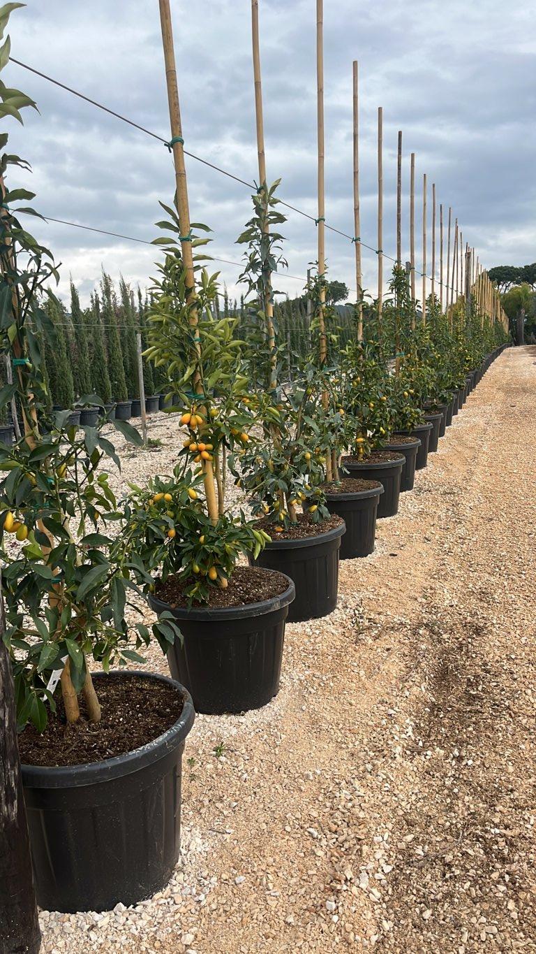 Fortunella Margarita (Kumquat) — Cespuglio, canna 300 cm, vaso 70 litri