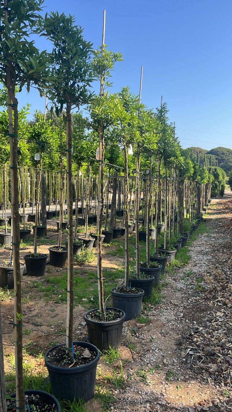Fortunella Margarita (Kumquat) — Albero, circonferenza 8/10 cm, vaso 30 litri