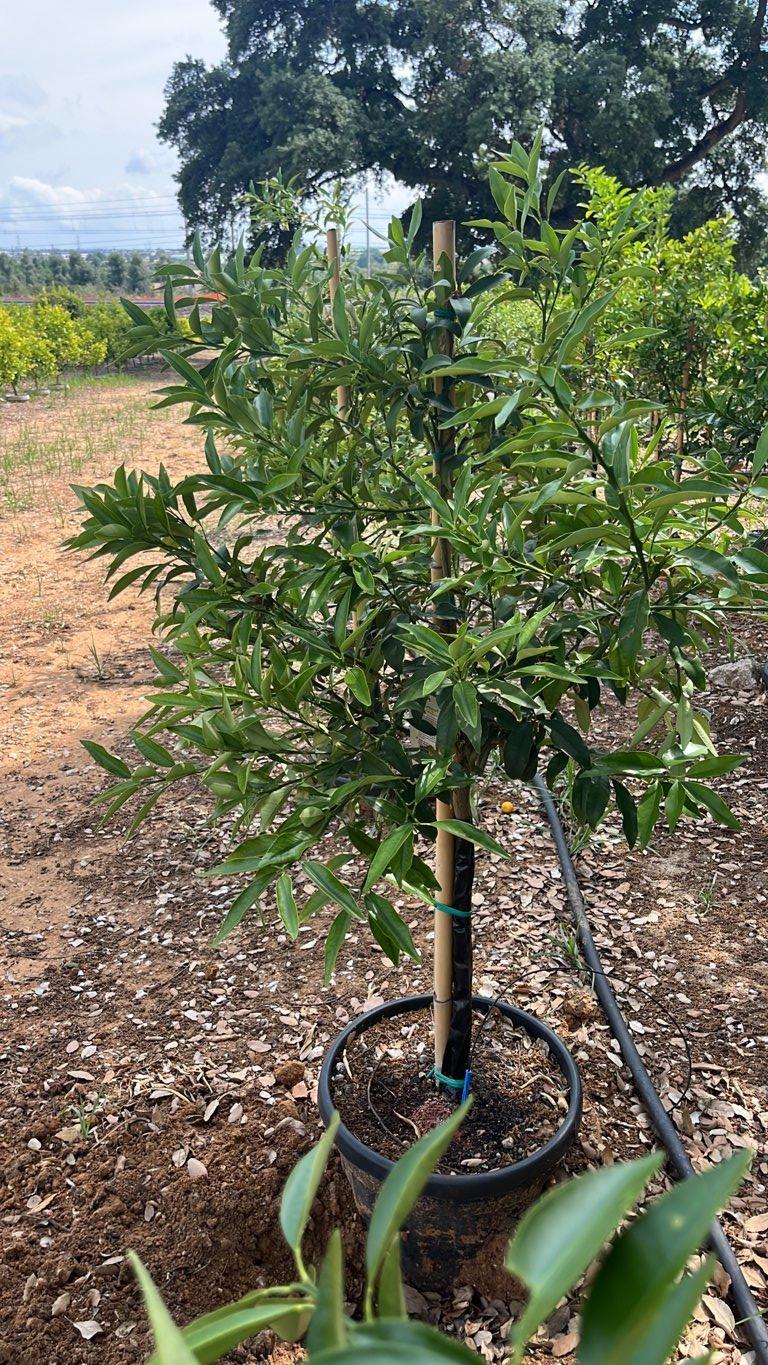 Fortunella Margarita (Kumquat) — Mini fusto, circonferenza 6/8 cm, vaso 30 litri