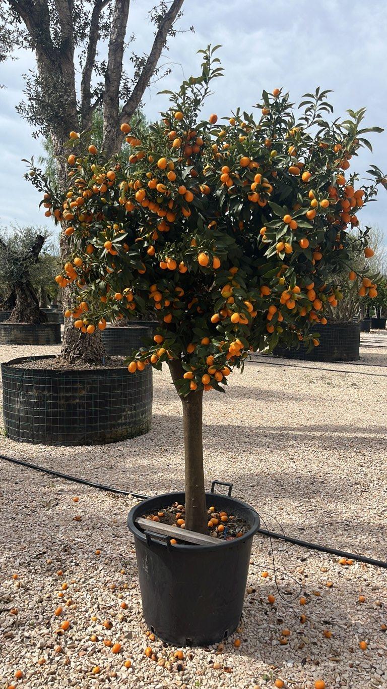 Fortunella Margarita (Kumquat) — 1/2 fusto, circonferenza 25/30 cm, vaso 110 litri