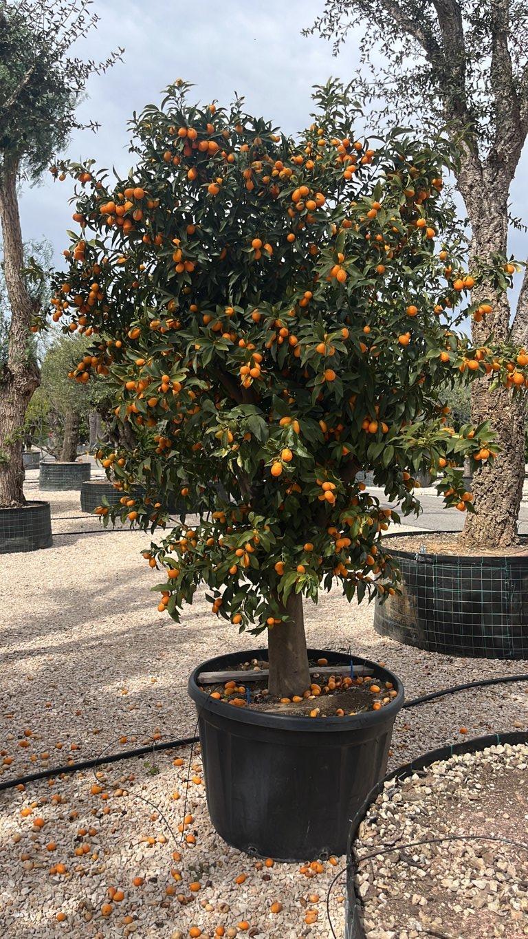 Fortunella Margarita (Kumquat) — 1/2 fusto, circonferenza 45/50 cm, vaso 230 litri