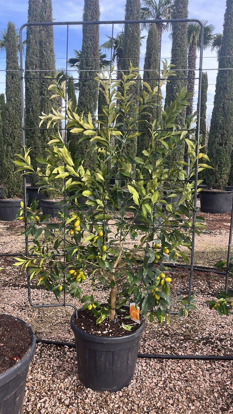 Fortunella Margarita (Kumquat) — Spalliera, altezza 180 x 110 cm, vaso 55 litri