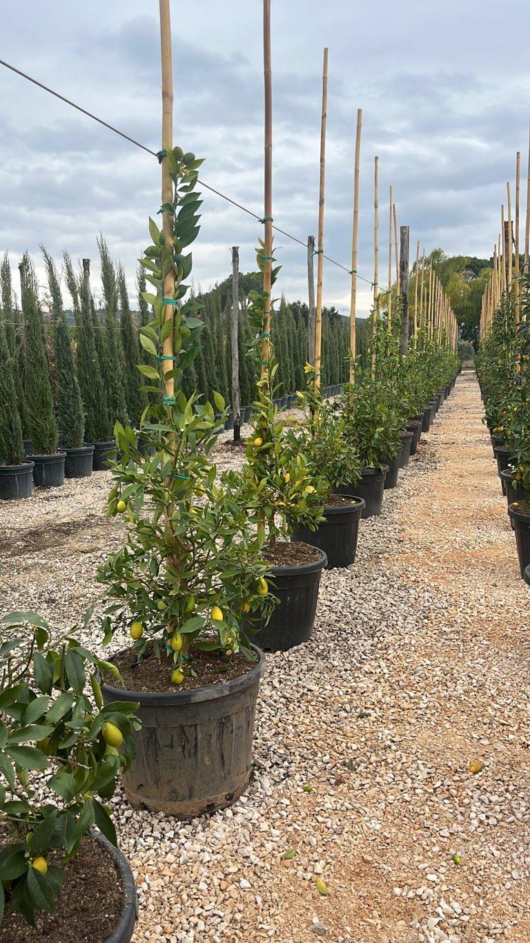 Citrus Limequat — Cespuglio, canna 300 cm, vaso 70 litri
