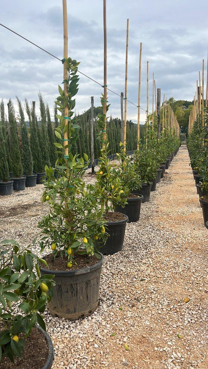 Citrus Limequat — Cespuglio, canna 300 cm, vaso 70 litri