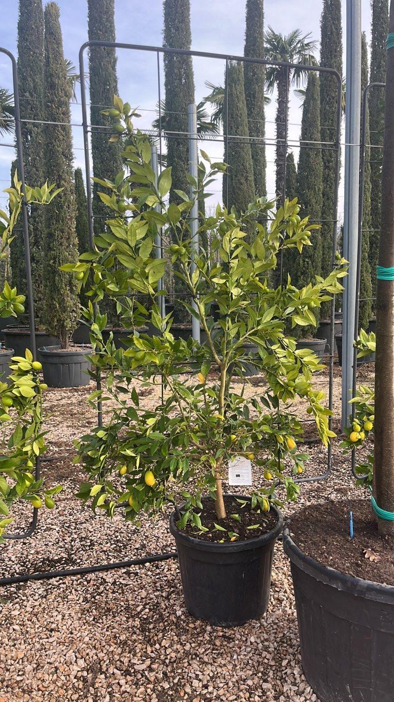 Citrus Limequat — Spalliera, altezza 180 x 110 cm, vaso 55 litri