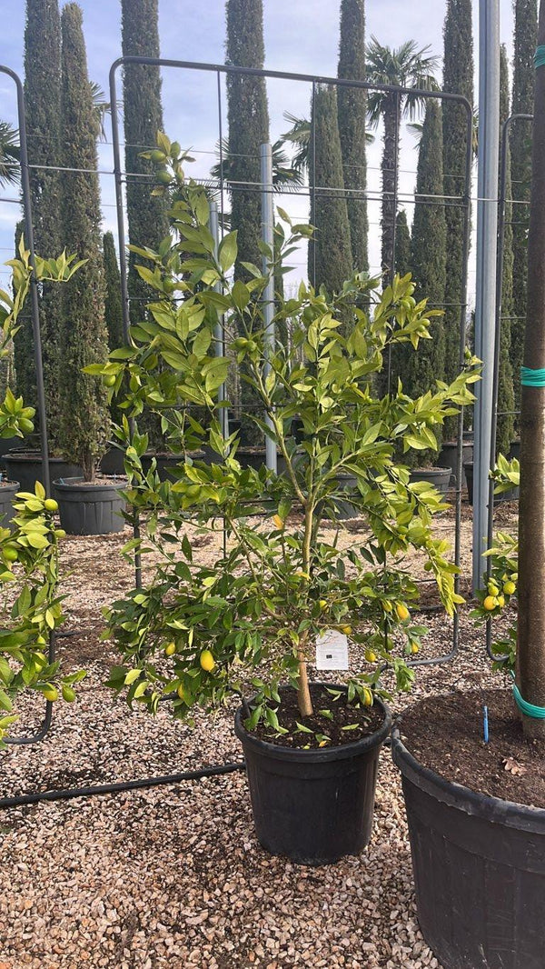 Citrus Limequat — Spalliera, altezza 180 x 110 cm, vaso 55 litri