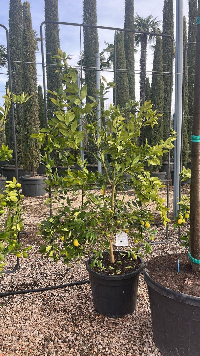Citrus Limequat — Spalliera, altezza 180 x 110 cm, vaso 55 litri