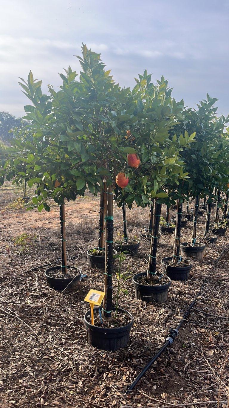Citrus Limonimedica Pigmentata — 1/2 fusto, circonferenza 12/14 cm, vaso 30 litri