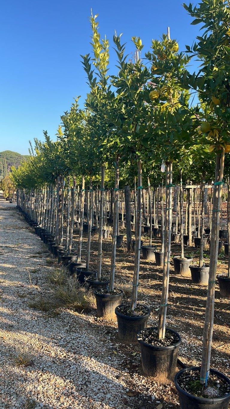 Citrus Limonimedica Pigmentata — Albero, circonferenza 8/10 cm, vaso 30 litri