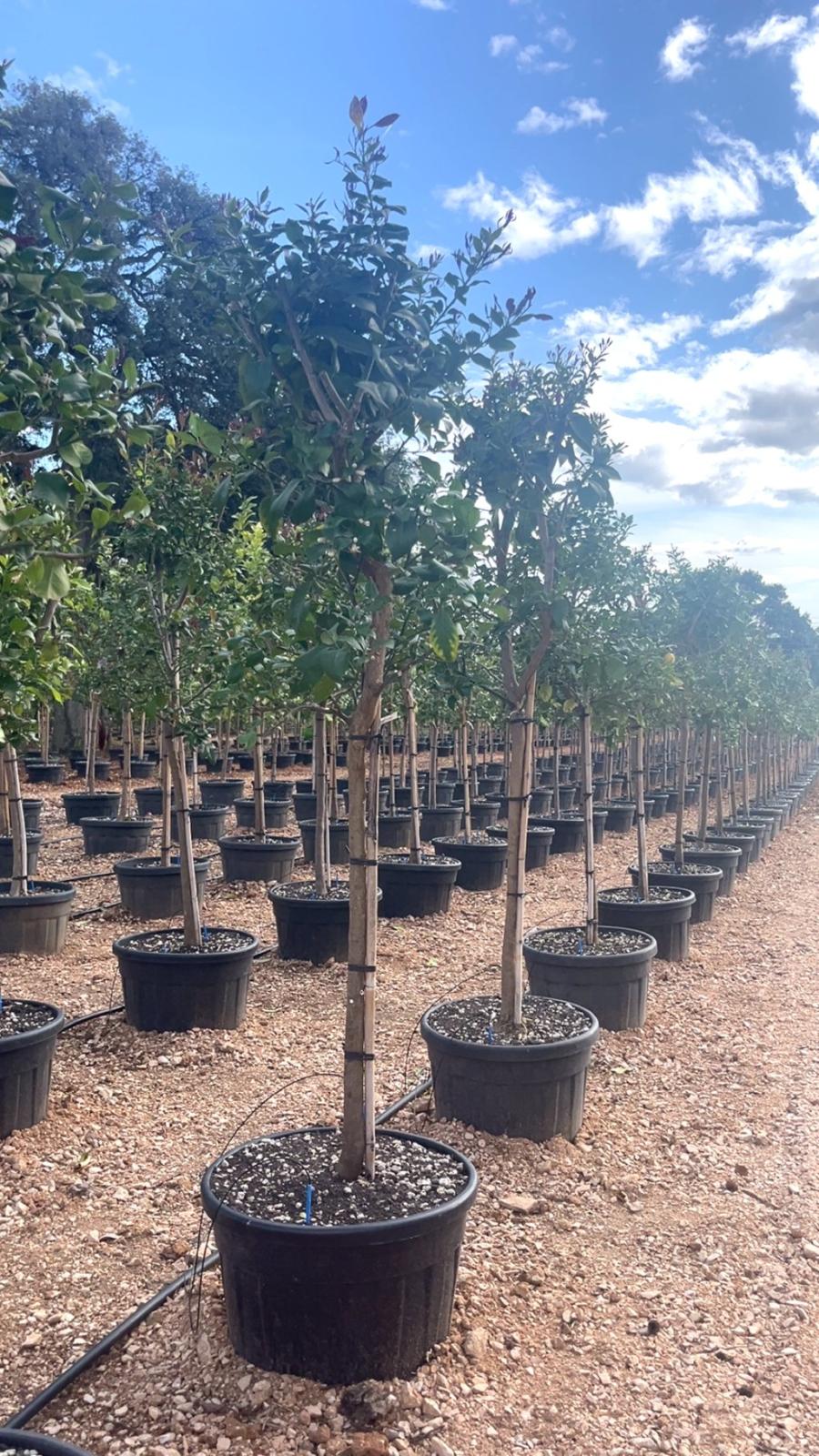 Citrus Limon Amalphitanus (Limone) — 1/2 fusto, circonferenza 12/14 cm, vaso 90 litri