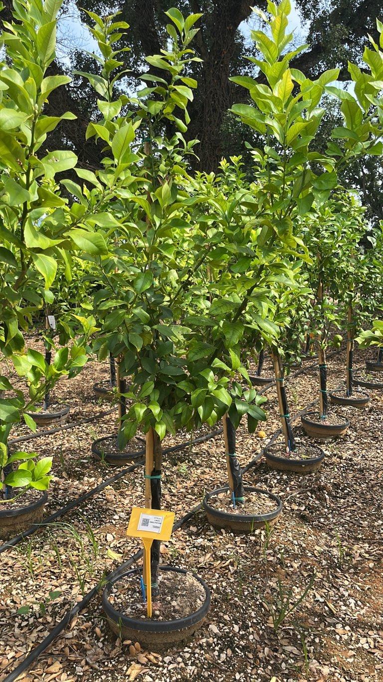 Citrus Limon Amalphitanus (Limone) — Mini fusto, circonferenza 6/8 cm, vaso 30 litri
