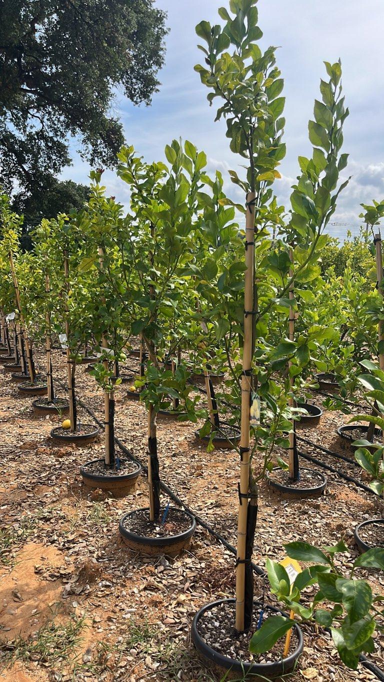 Citrus Limon Carrubaro (Limone) — Mini fusto, circonferenza 6/8 cm, vaso 30 litri