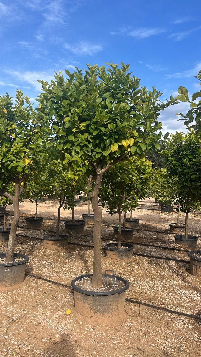 Citrus Limon (Limone) — 1/2 fusto, circonferenza 25/30 cm, vaso 130 litri
