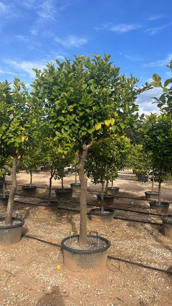Citrus Limon (Limone) — 1/2 fusto, circonferenza 25/30 cm, vaso 130 litri