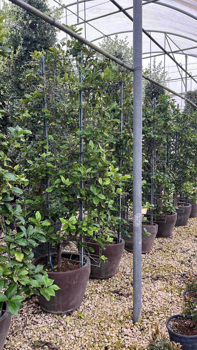 Citrus Limon (Limone) — Spalliera, altezza 200 x 100 cm, vaso Jumbo 50