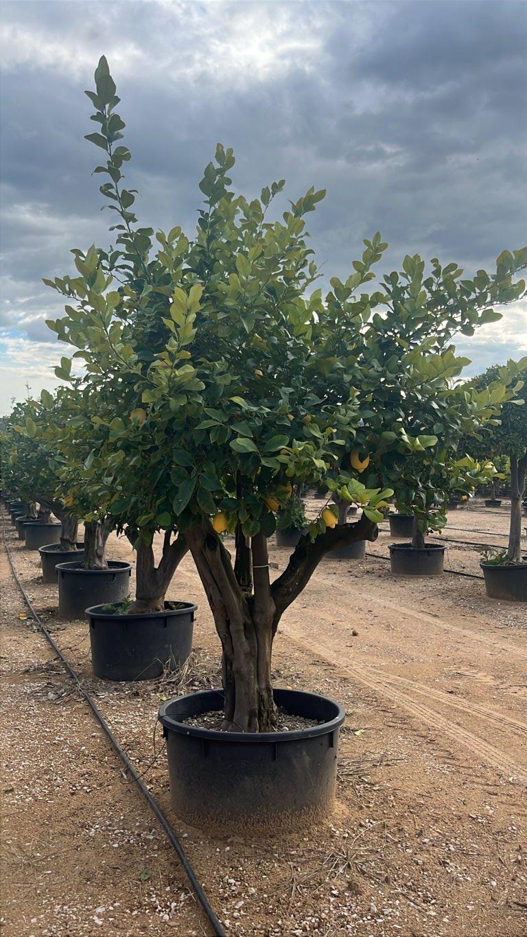 Citrus Limon (Limone) — 1/2 fusto, circonferenza 40/50 cm, vaso 240 litri