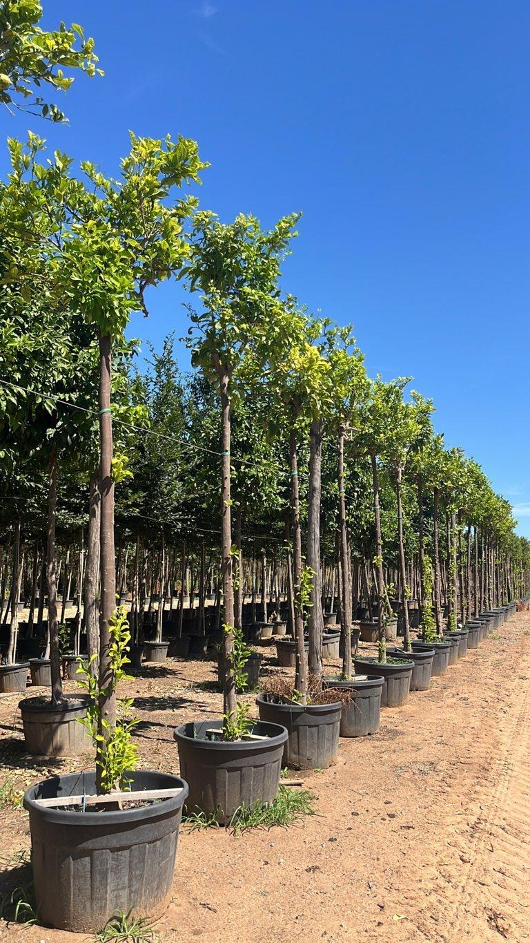 Citrus Limon (Limone) — Albero, circonferenza 20/25 cm, vaso 180 litri