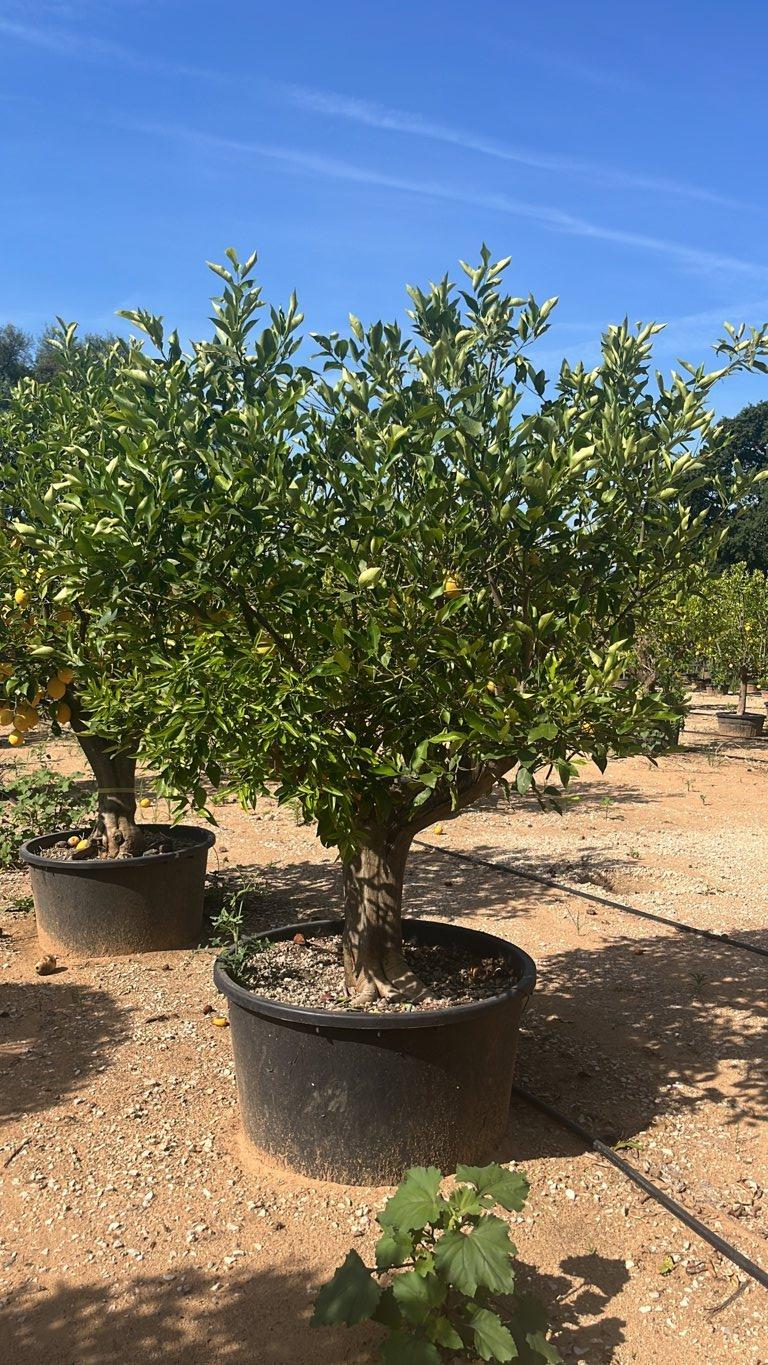 Citrus Limon (Limone) — 1/2 fusto, circonferenza 50/60 cm, vaso 350 litri
