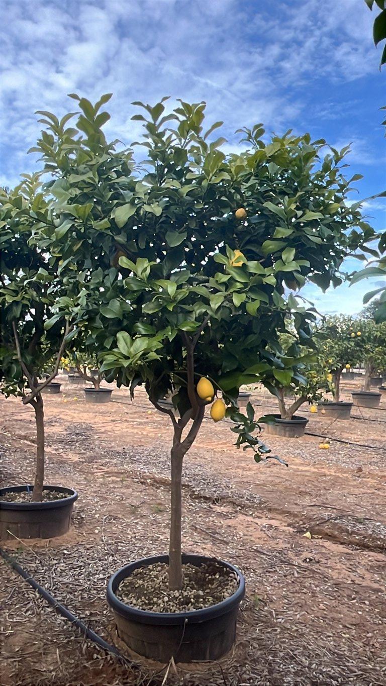 CITRUS LIMON Limone