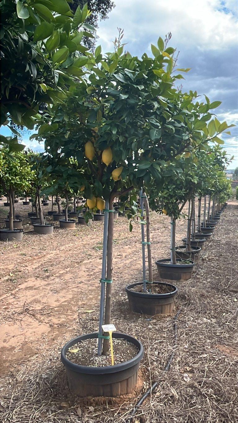 Citrus Limon (Limone) — 3/4 fusto, circonferenza 10/12 cm, vaso 90 litri