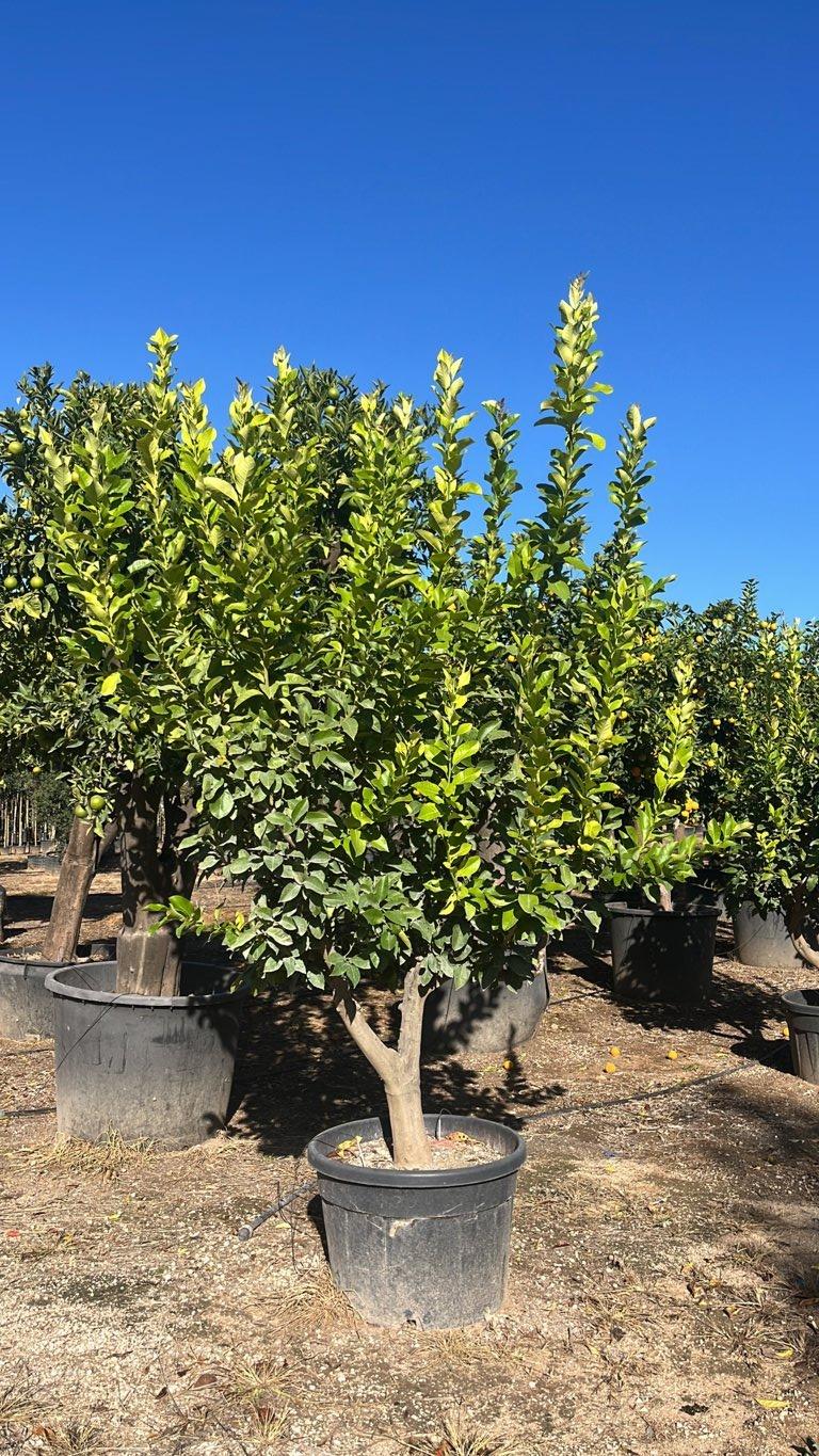 Citrus Limon (Limone) — Mini fusto, circonferenza 30/40 cm, vaso 180 litri
