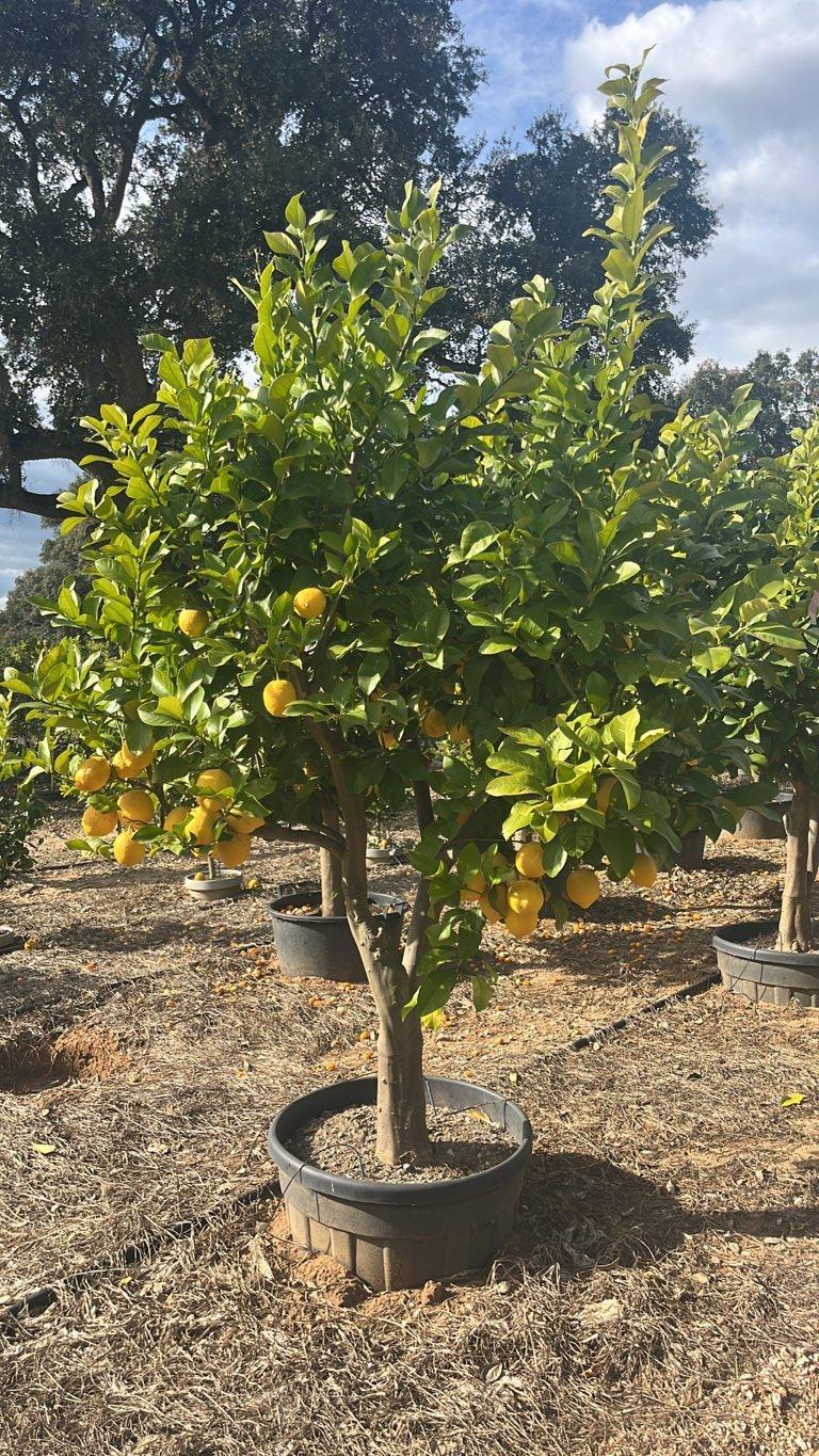 Citrus Limon (Limone) — 1/2 fusto, circonferenza 30/40 cm, vaso 130 litri