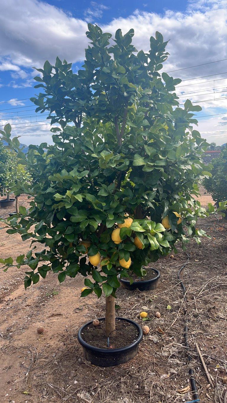 Citrus Limon (Limone) — 1/2 fusto, circonferenza 20/25 cm, vaso 70 litri