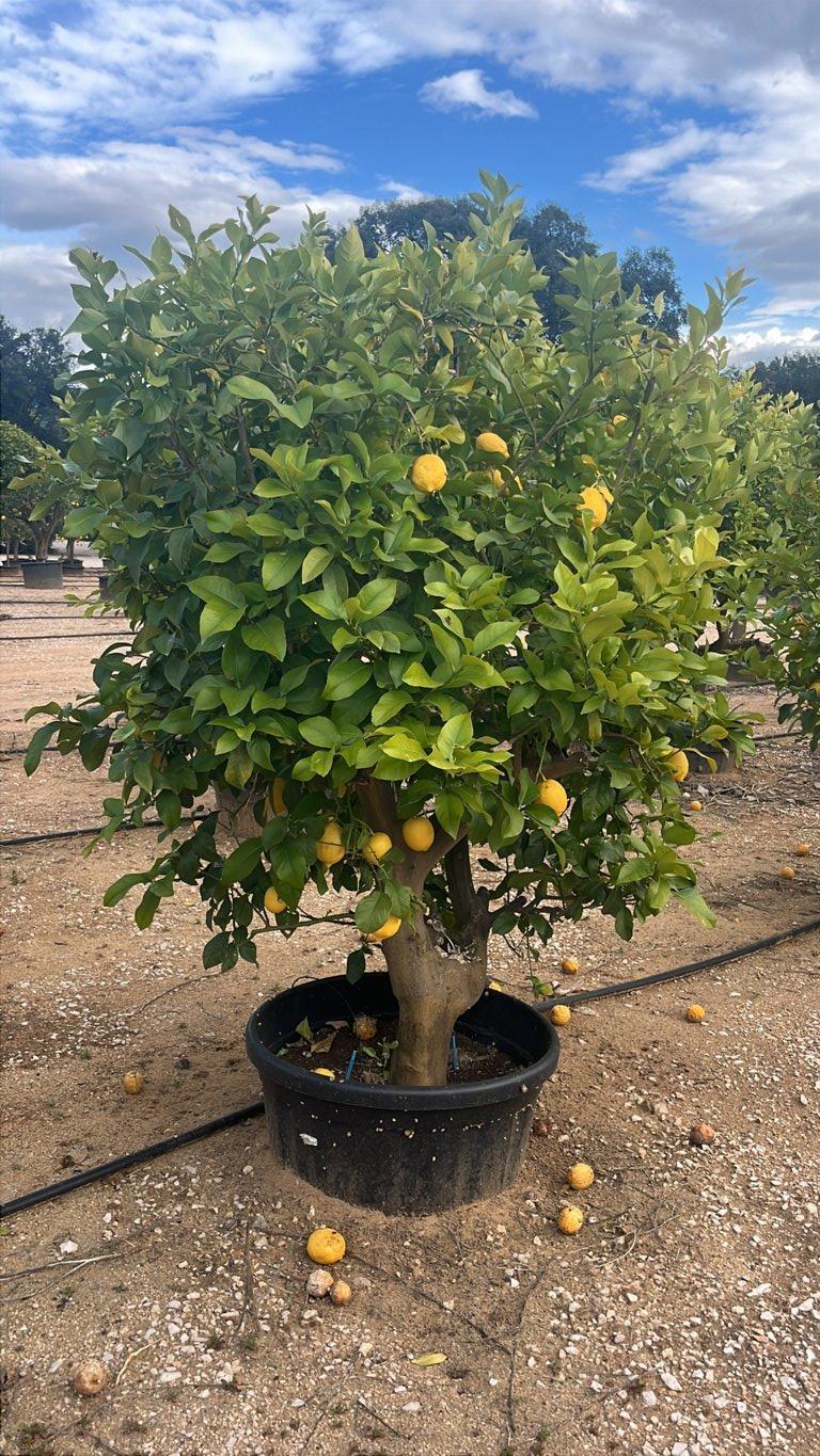 Citrus Limon (Limone) — Mini fusto, circonferenza 30/40 cm, vaso 130 litri