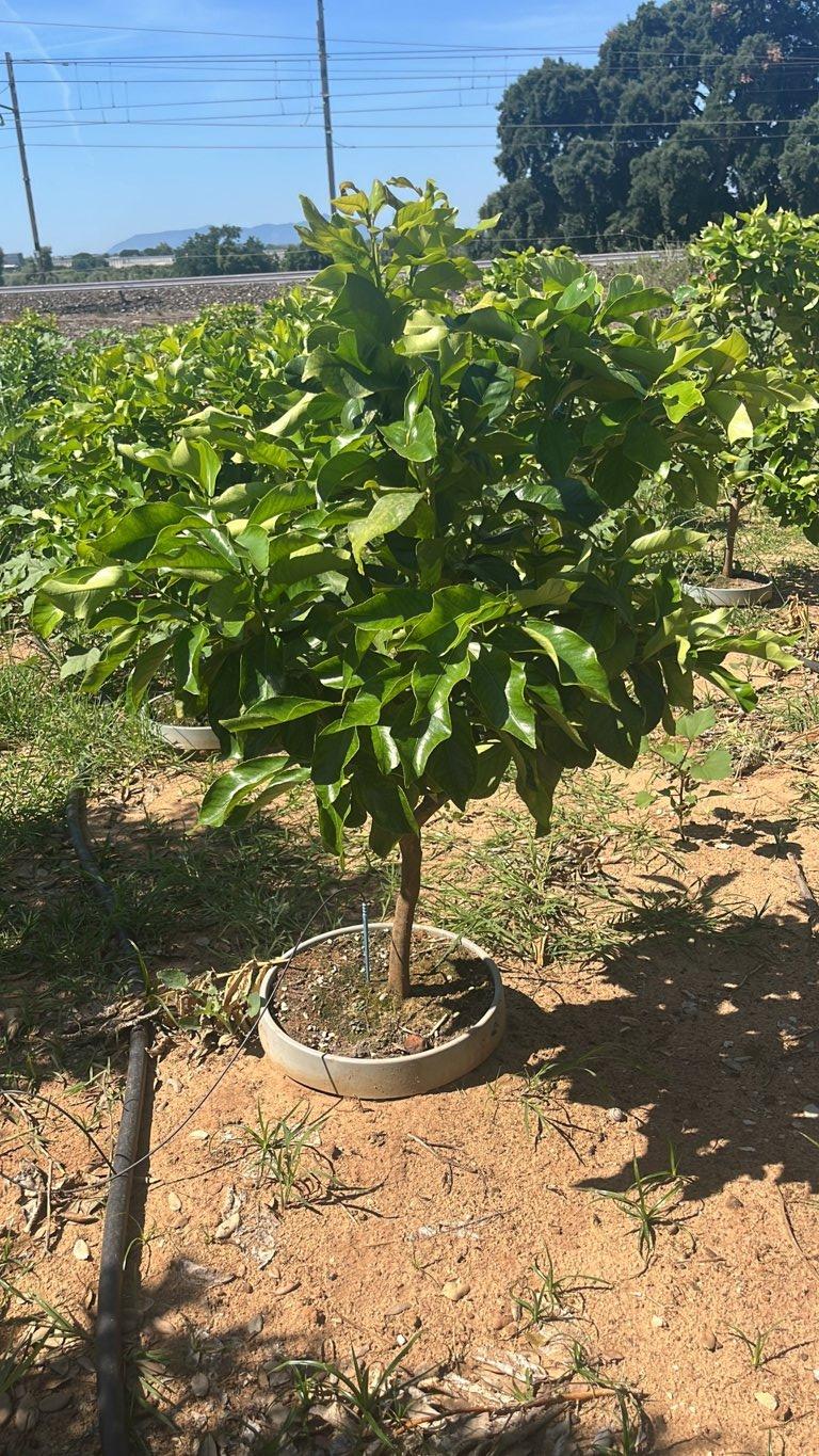 Citrus Limon (Limone) — Mini fusto, circonferenza 10/12 cm, New Life 26