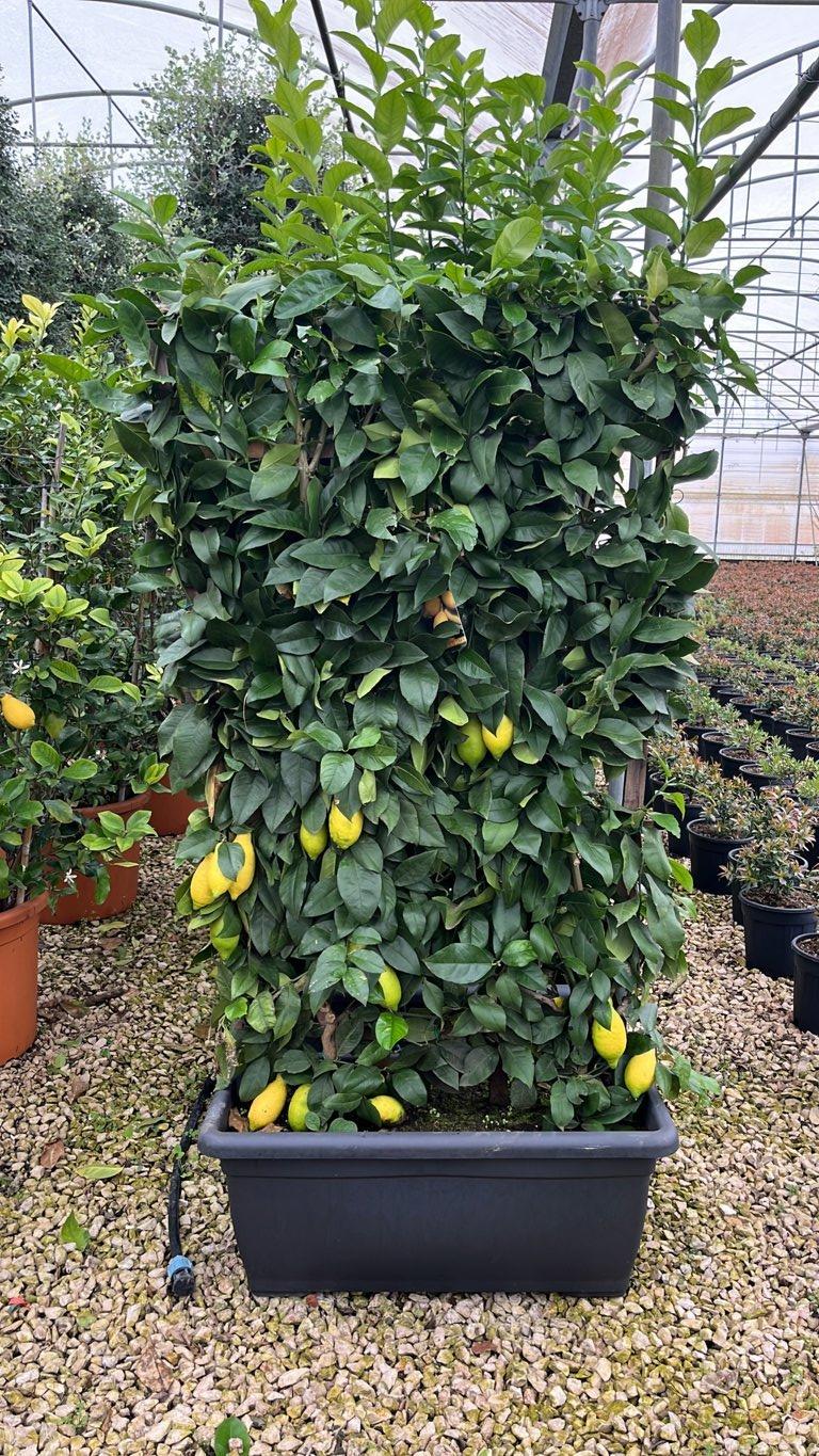 Citrus Limon (Limone) — Spalliera, altezza 150 x 100 cm, cassetta 80