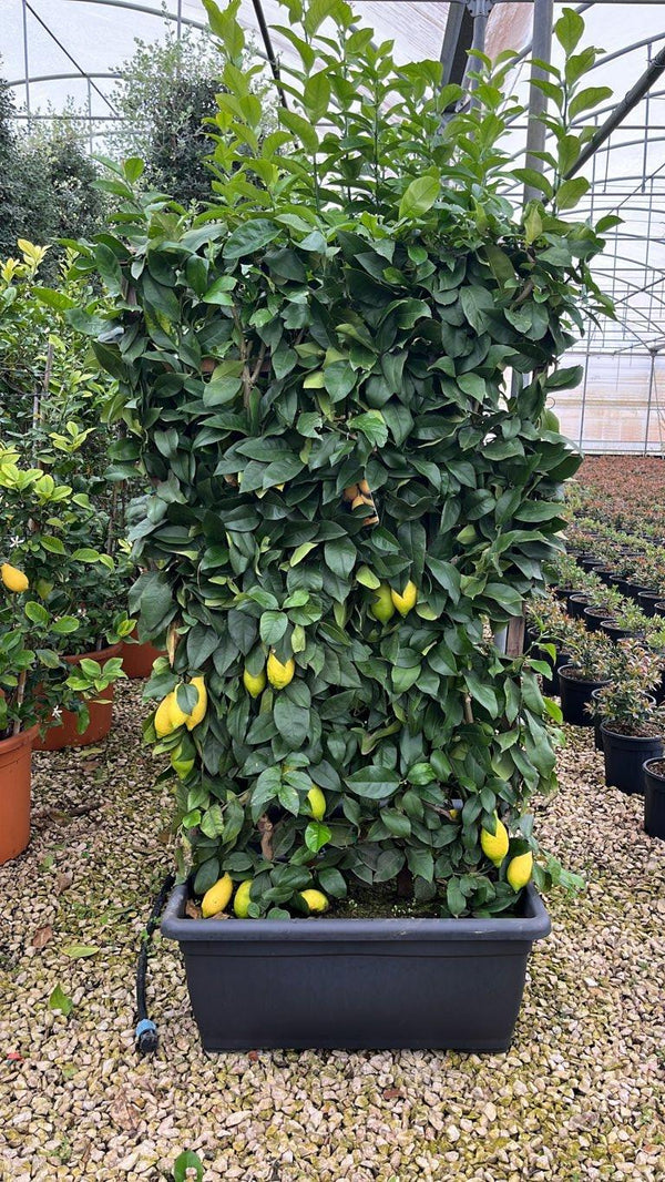 Citrus Limon (Limone) — Spalliera, h 150 l 100, cassetta 80