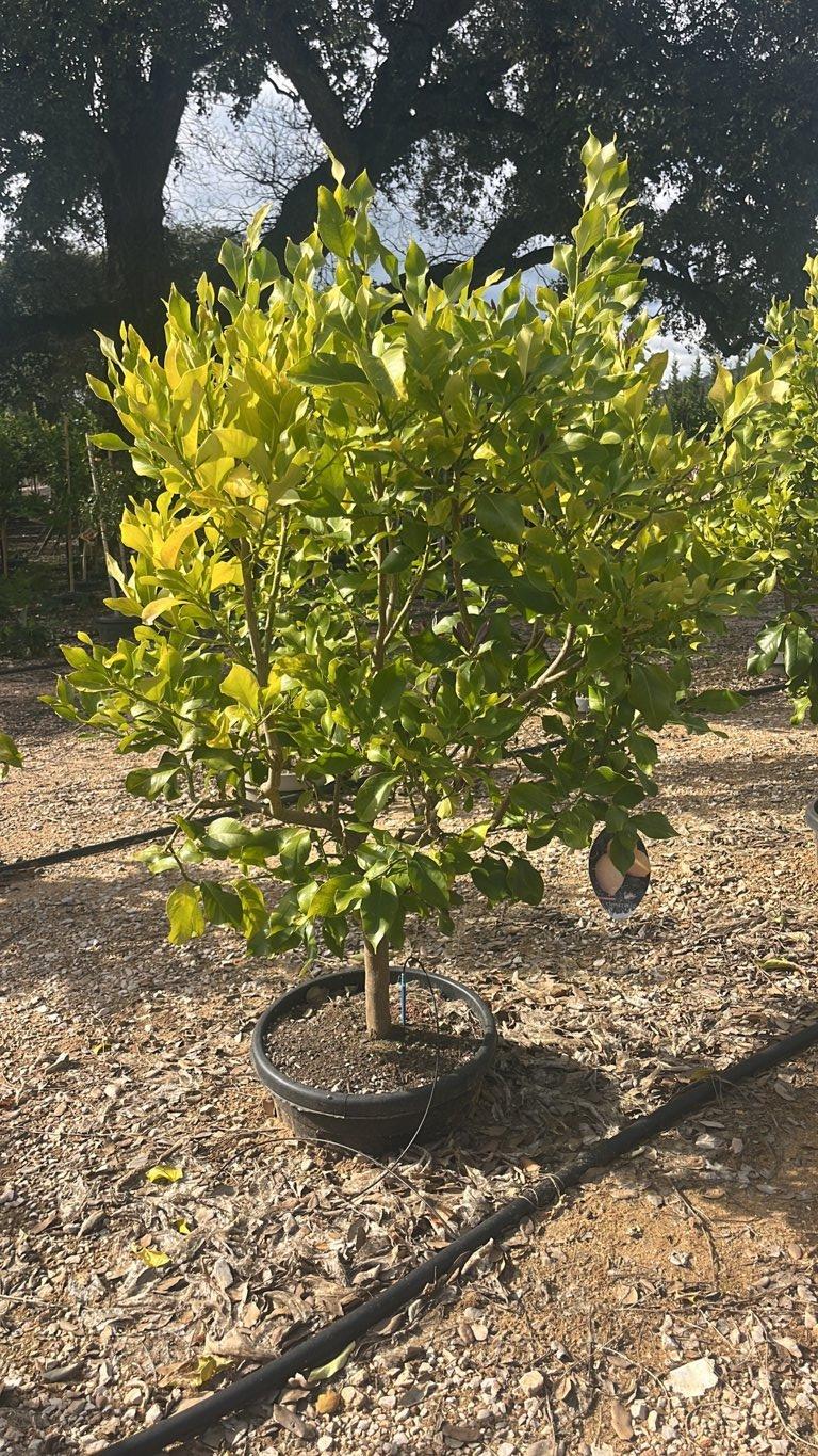 Citrus Limon (Limone) — Mini fusto, circonferenza 10/12 cm, vaso 30 litri