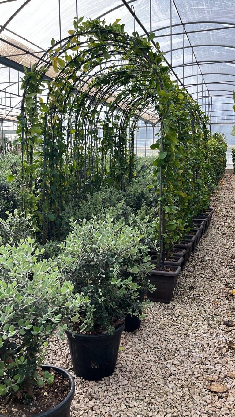 Citrus Limon (Limone) — altezza 200/250 cm, vaso 70 litri